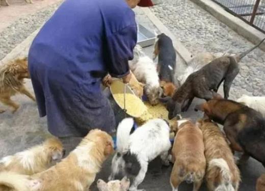 爆料救助流浪动物视频播放,救助流浪动物,温暖瞬间引网友共鸣 第3张 爆料救助流浪动物视频播放,救助流浪动物,温暖瞬间引网友共鸣 第3张